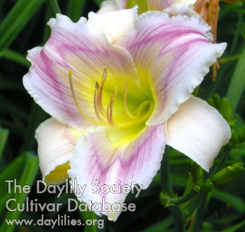 Daylily Teresa A. Mosher